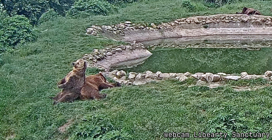 Libearty sanctuary webcam Romania