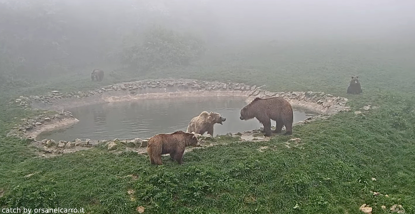 Libearty bear sanctuary Romania