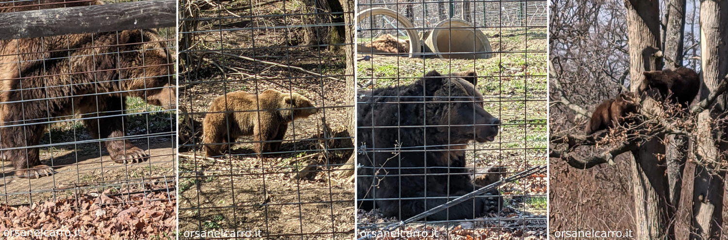 bear sanctuary zarnesty romania